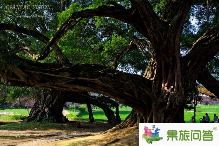 <b>春季到昆明,版納,大理、麗江快巴旅游行程7天6晚游</b>